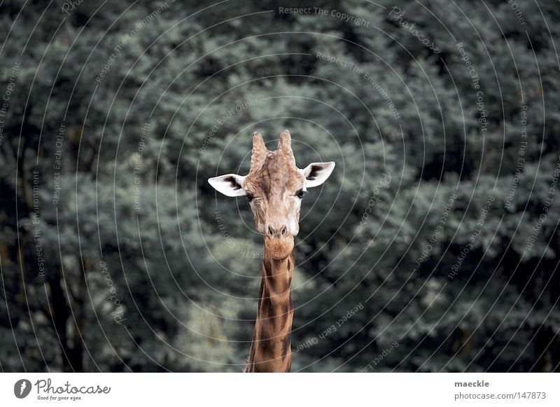 giraffe Giraffe Nature Animal Perspective Wilderness Africa Exotic Curiosity Mammal