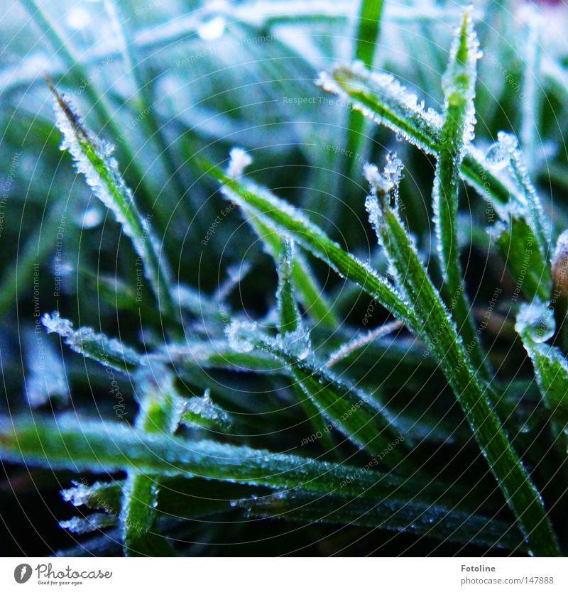 chilly times dawn Ice Frost Hoar frost Cold Snow Grass Lawn Grass surface Winter Autumn Dark Frozen Green White Earth Ground Plant Morning Sunrise Fog Meadow