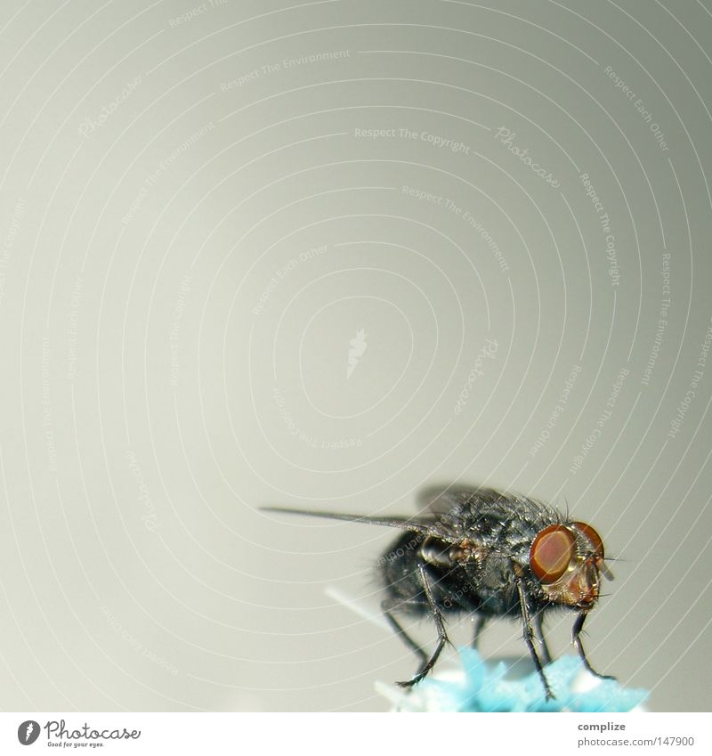 low-cost airline Insect Compound eye Calm Break Fly Trunk Obscure Sit Wing Pests Close-up Neutral Background Copy Space