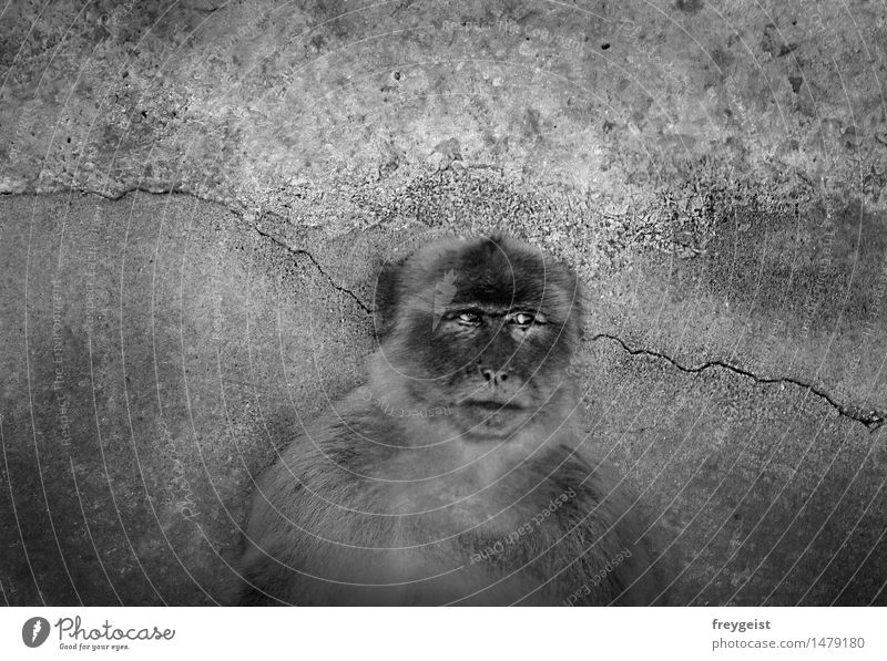 Cogito ergo sum Animal Animal face Observe Think Black White Longing Life Monkeys Barbary ape Meditative Human being Black & white photo Exterior shot