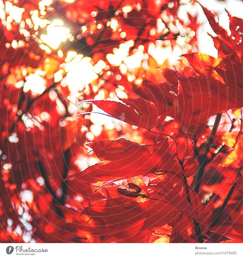 sunburn Autumn Plant Tree Leaf Exotic Maple leaf Elegant Red Euphoria Energy Warning colour Intensive Neon Incandescent heated Burn Colour photo Exterior shot