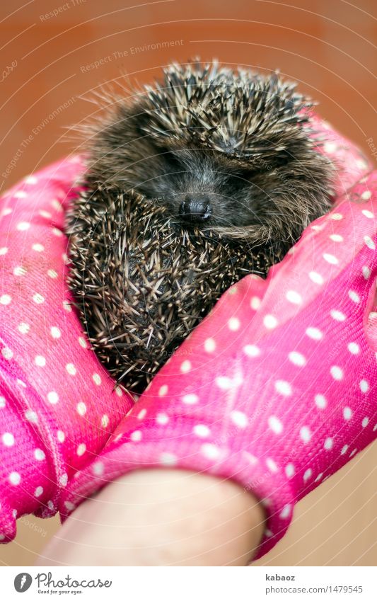 hedgehogs Animal Pet Wild animal Pelt Petting zoo Hedgehog 1 Baby animal glove Emotions Joy Happy Contentment Trust Safety Protection Safety (feeling of)