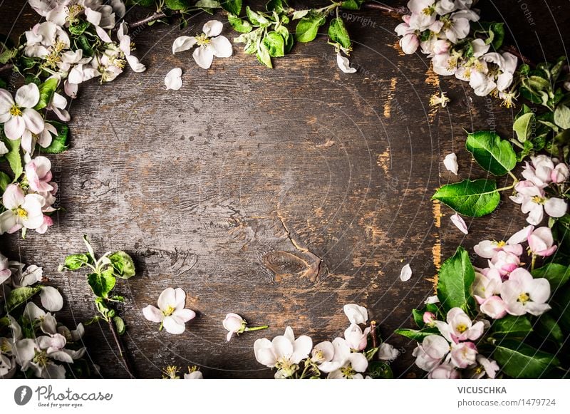 Tree blossoms on rustic background , Frame Style Design Decoration Table Nature Plant Spring Leaf Blossom Bouquet Wood Blossoming Pink Background picture