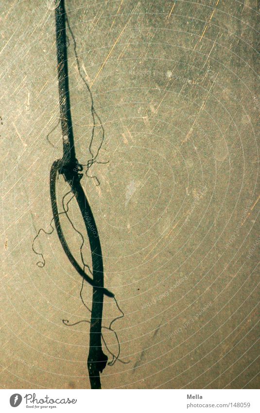 In the evening behind the garage window ... Tendril Branch Twig Vine Circle Window Backwards Dirty Scratched Scratch mark Shadow Silhouette Tall Upward Above