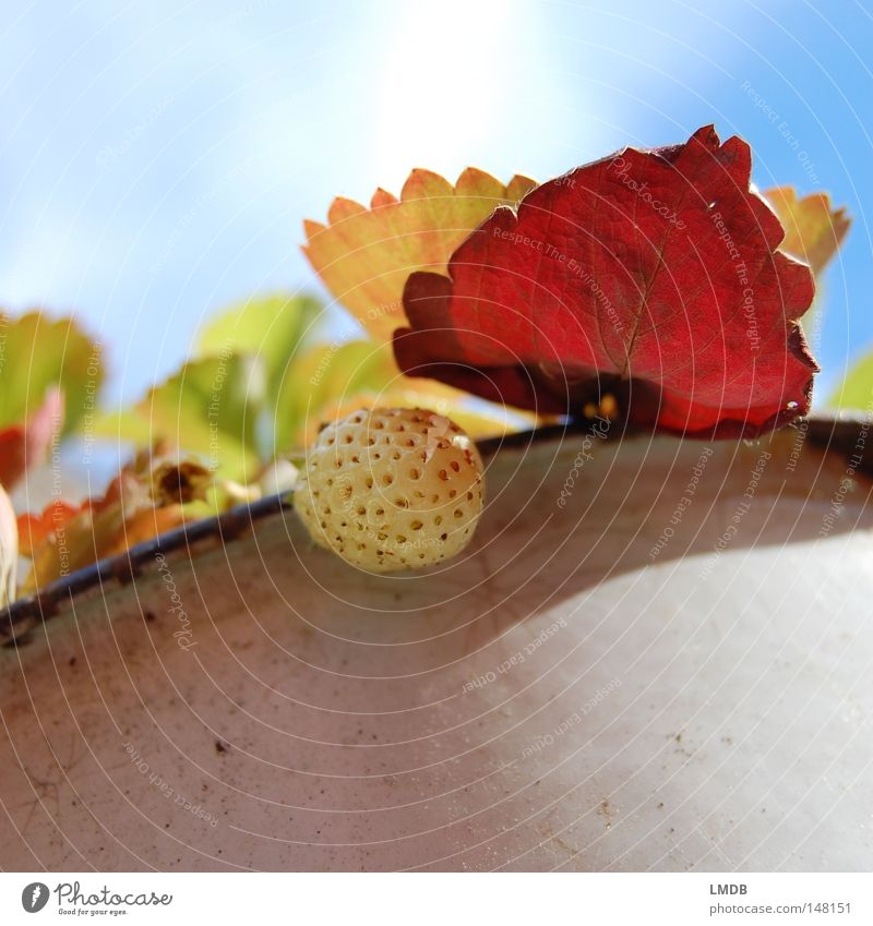 Strawberry in autumn mood Leaf Plant Sky Red Green Yellow Autumn September October Seasons Force Transience Pot Clouds Edge of a plate Back-light Pallid Albino