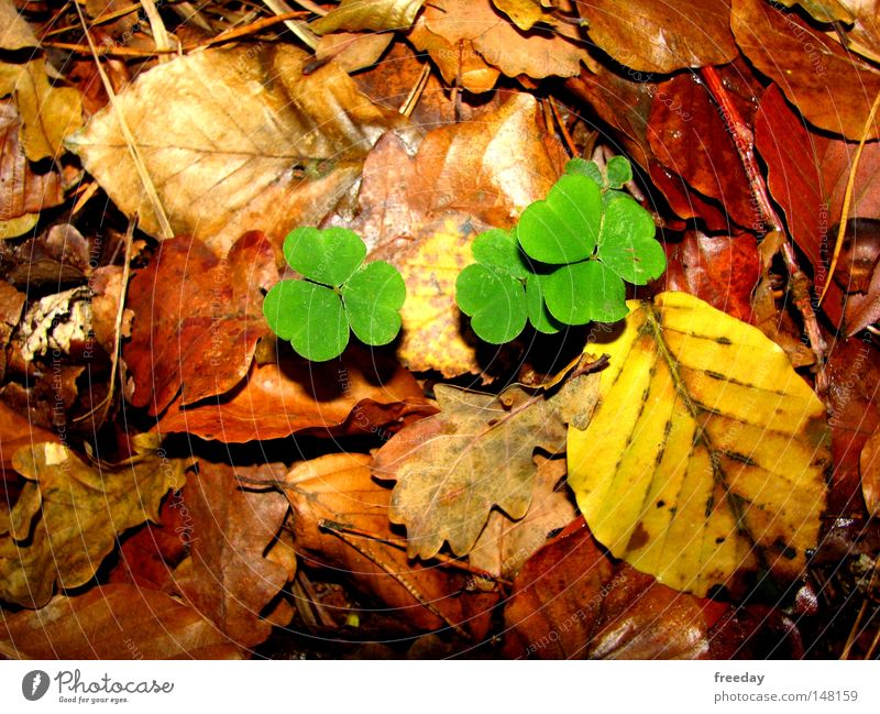 ::: Good luck! ::: Happy Cloverleaf Green Autumn Leaf Yellow Ground Autumn leaves Hedgehog Deciduous tree Multicoloured Environment Ecological Photosynthesis