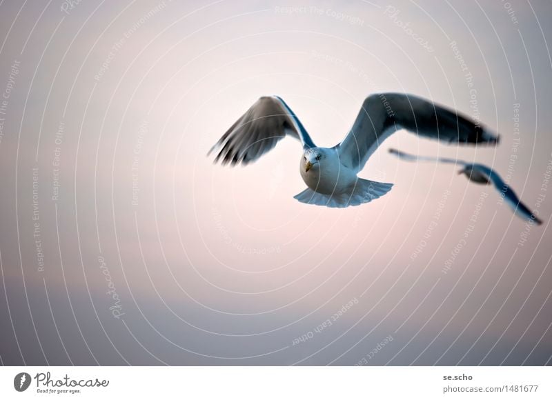 on the way Animal Wild animal Bird 2 Movement Flying Looking Simple Together Infinity Bright Cold Maritime Natural Curiosity Smart Speed Beautiful Moody Patient