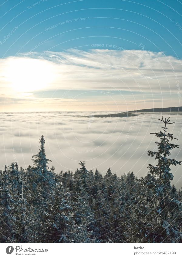 Above the clouds.... Nature Landscape Animal Air Sky Clouds Horizon Sunrise Sunset Winter Weather Fog Ice Frost Snow Tree Forest Hill Peak Snowcapped peak Cold