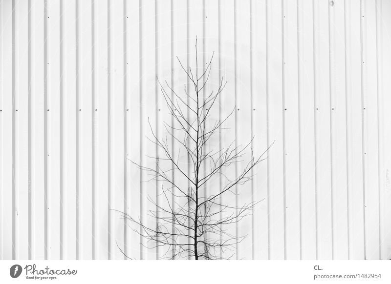 little trees Environment Nature Tree Wall (barrier) Wall (building) Line Growth Small Black & white photo Exterior shot Deserted Copy Space left