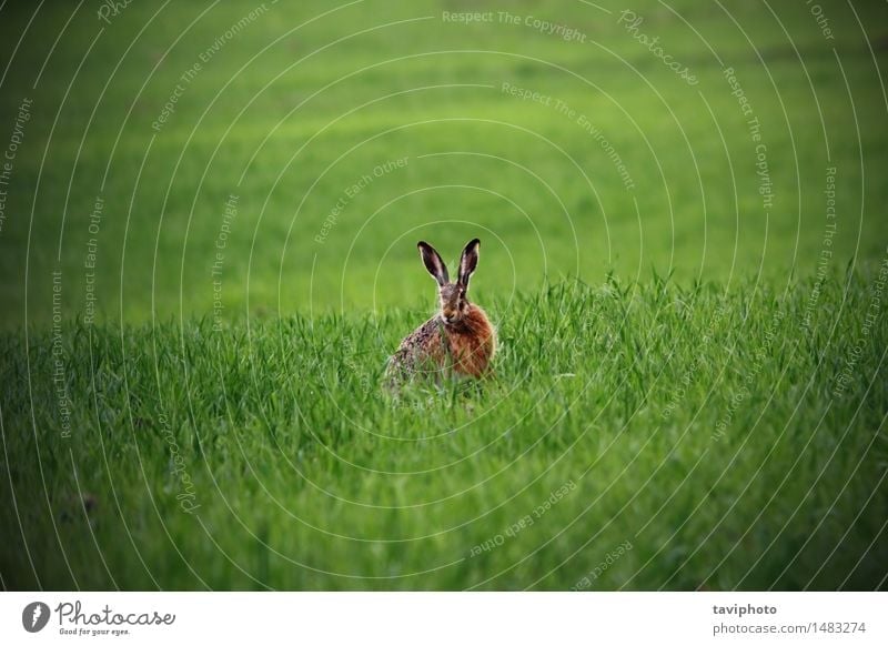 wild hare in green field Hunting Summer Easter Nature Animal Grass Meadow Fur coat Sit Natural Cute Speed Wild Brown Green Watchfulness Loneliness wildlife