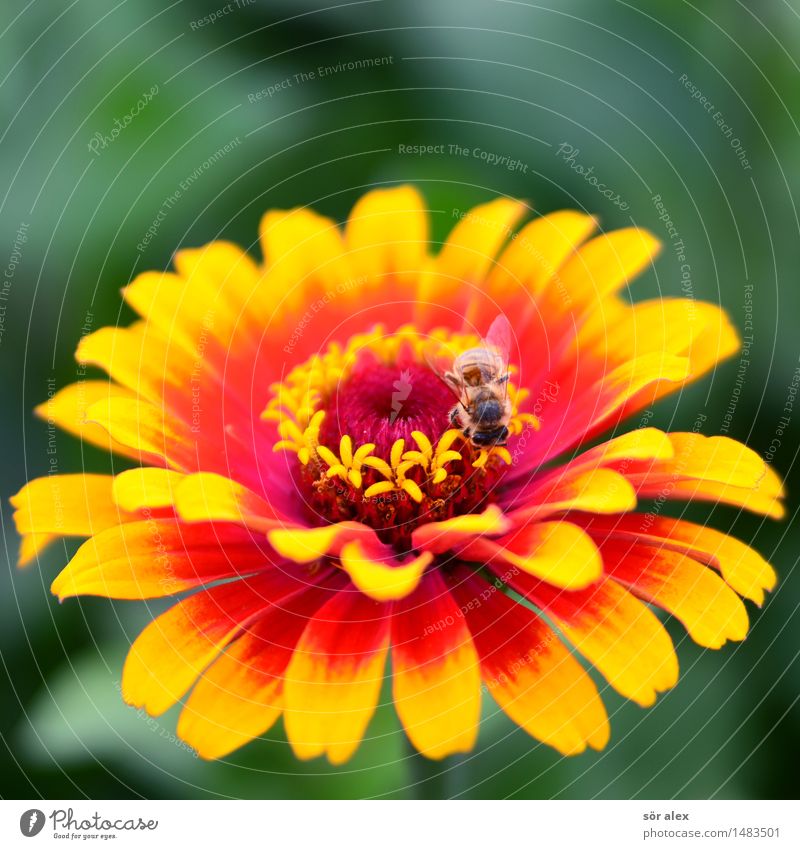 fiery red Environment Nature Plant Summer Flower Blossom Pollen Pistil Insect Hover fly 1 Animal Yellow Red Colour photo Multicoloured Macro (Extreme close-up)