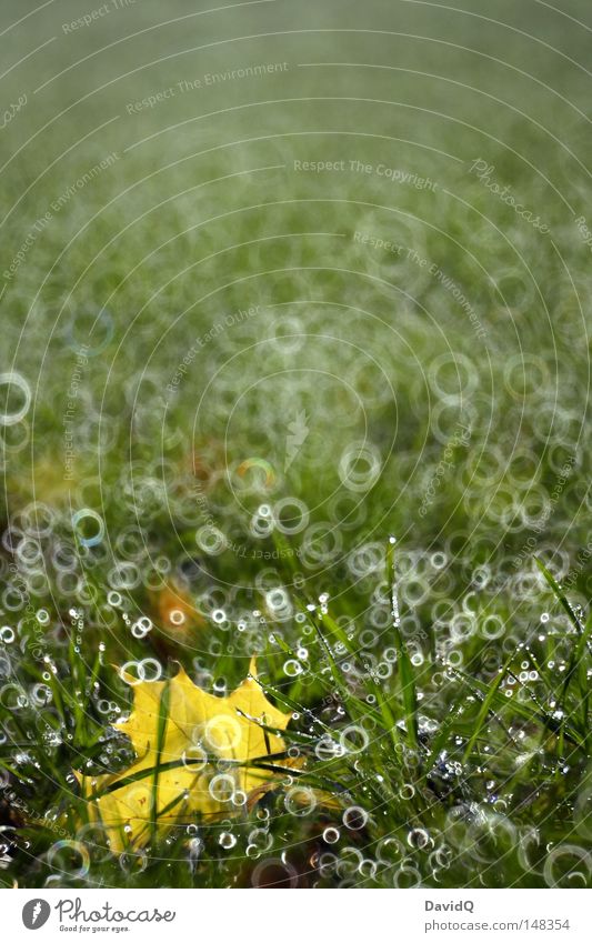 turf with bubbles Leaf Lawn Meadow Fallow land Grass Floor mat Pasture Green space Zonal border Field Hallway Yellow Autumn Circle Drops of water Dew Fog