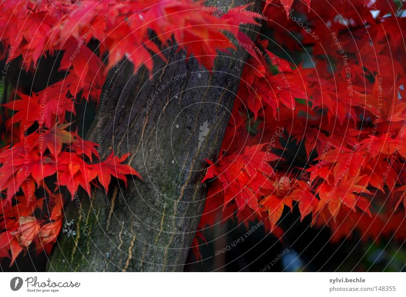 autumn Beautiful Nature Autumn Tree Leaf To fall Stand Crazy Red Colour Transience Tree trunk Colouring Seasons Past Autumnal Splendid Autumn leaves