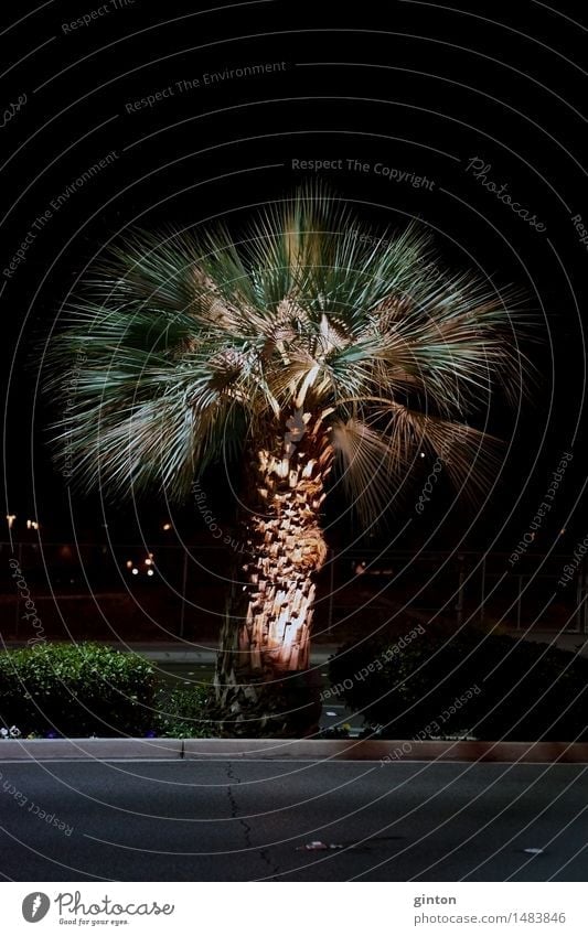 Palm in the night Vacation & Travel Plant Tree Leaf Street Dark Night shot Palm tree palm growth Arecaceae Palmae ornamental tree voyage Lighting Floodlight