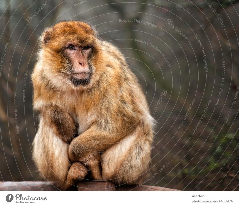 freezer Animal Animal face Pelt 1 Freeze Sit Brown Green Barbary ape Heat Bushes Colour photo Exterior shot Deserted Copy Space left Copy Space right