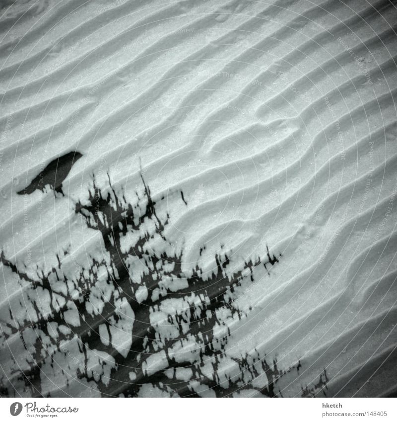 Sand Crow Beach Bird Tree Double exposure Black & white photo Winter Transience multi