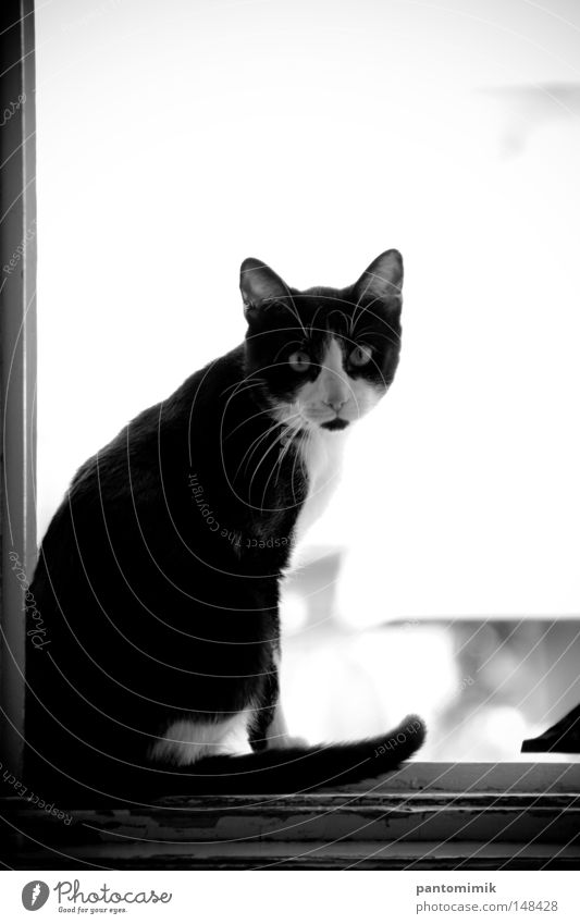 Should I stay or should I go. Cat Animal Window Frame Curiosity Brave Looking up Black & white photo Mammal