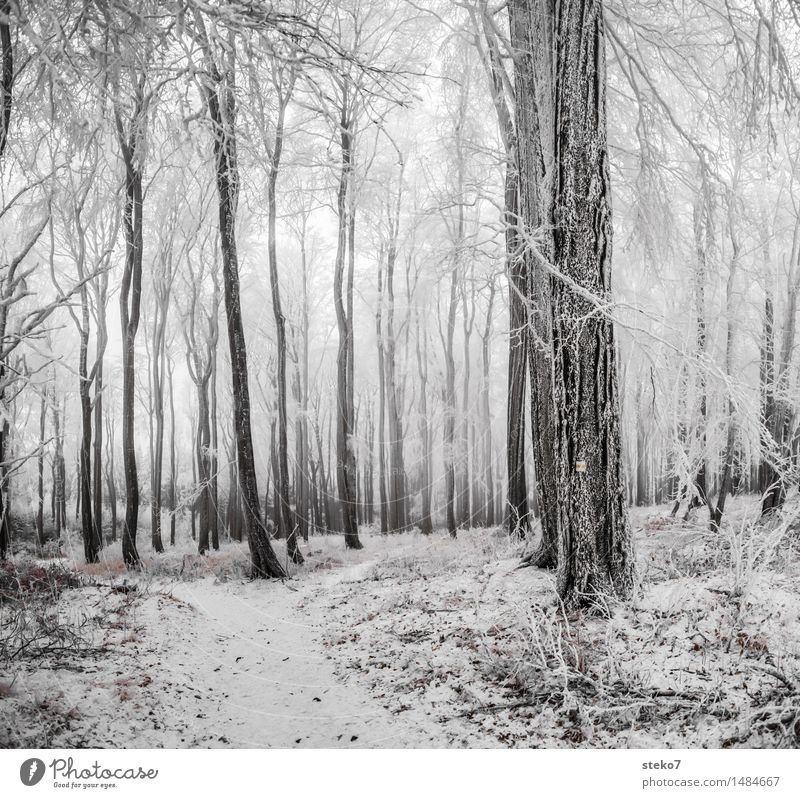 cold forest Winter Ice Frost Snow Forest Freeze Black White Deciduous forest Winter vacation Cold Road marking Subdued colour Exterior shot Deserted