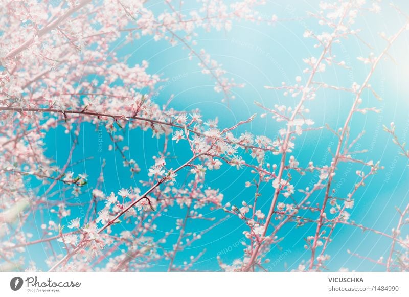 Cherry Sakura blossoms over sky background Style Design Nature Plant Sky Spring Beautiful weather Garden Park Soft Pink Asia Background picture Japan