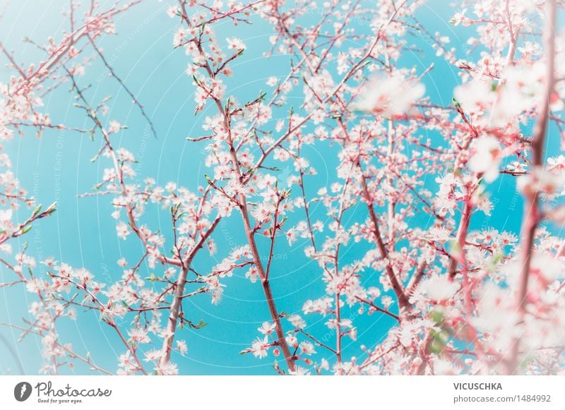 Spring. Fruit trees twigs with buds and flowers Style Design Garden Nature Plant Sky Sunlight Beautiful weather Wind Tree Leaf Blossom Park Blossoming Soft Blue