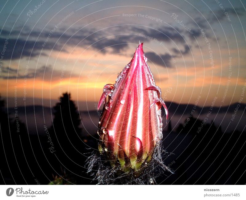 Cactus blossom in the rain Cactus flower Sunrise Blossom Rain