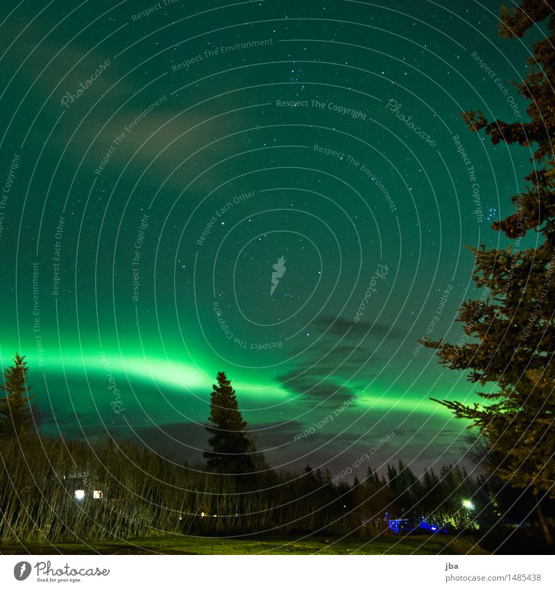Northern lights in Homer - Alaska 22 Life Relaxation Calm Far-off places Nature Elements Air Night sky Stars Autumn Beautiful weather Aurora Borealis Fir tree