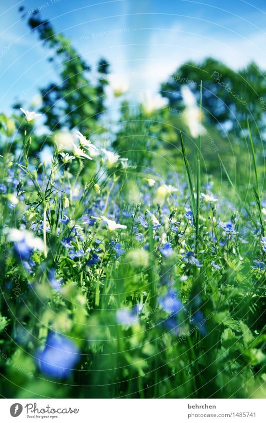 be a beetle Nature Plant Sky Summer Beautiful weather Flower Grass Leaf Blossom Wild plant Veronica Garden Park Meadow Blossoming Fragrance Relaxation Hiking