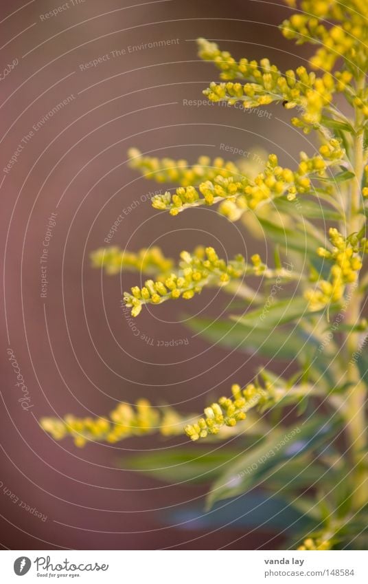 Goldenrod II Solidago canadensis Plant Nature Background picture Yellow Green Blossom Daisy Family Blossoming Beautiful Soft Multiple Flower Autumn October