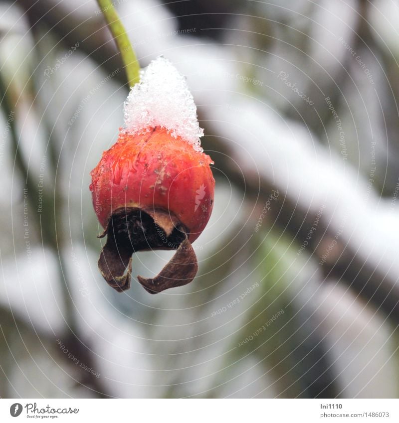 rose hip Nature Plant Water Winter Weather Ice Frost Snow Snowfall Rose Rosehip of the climbing rose Garden Park Beautiful Cold Small Natural Cute Brown Green