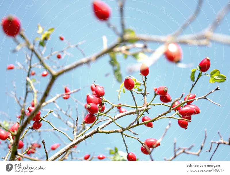 squeamish Sun Berries Rose hip Branch Twig Spring Summer Harvest Mature Green Maturing time Growth Plant Biology Sky Blue Red Delicate Bright Dog rose