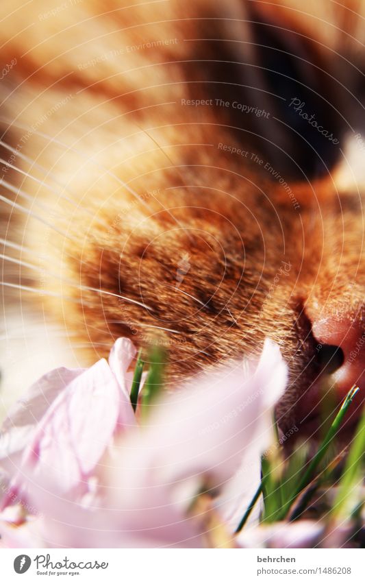 fragrances Nature Plant Animal Spring Summer Beautiful weather Grass Blossom Blossom leave Garden Park Meadow Pet Cat Animal face Pelt Nose Whisker 1 Blossoming