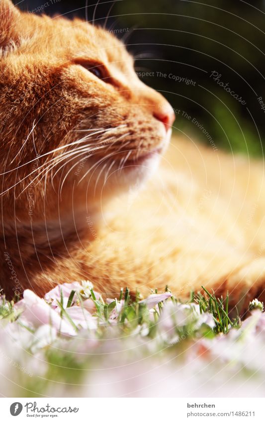 warmth Nature Plant Animal Spring Summer Beautiful weather Grass Blossom Garden Park Meadow Pet Cat Animal face Pelt 1 Observe Relaxation To enjoy Sleep Dream