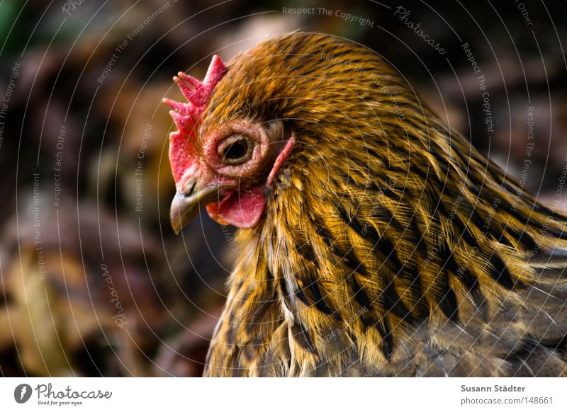 Boaaaaggg!Boaaaaggg! Barn fowl Zoo Chemnitz Feather Egg Scrambled eggs Delicious Salt Cooking salt Pepper Rooster Chinese Crisp Fresh Lunch Livestock Cluck