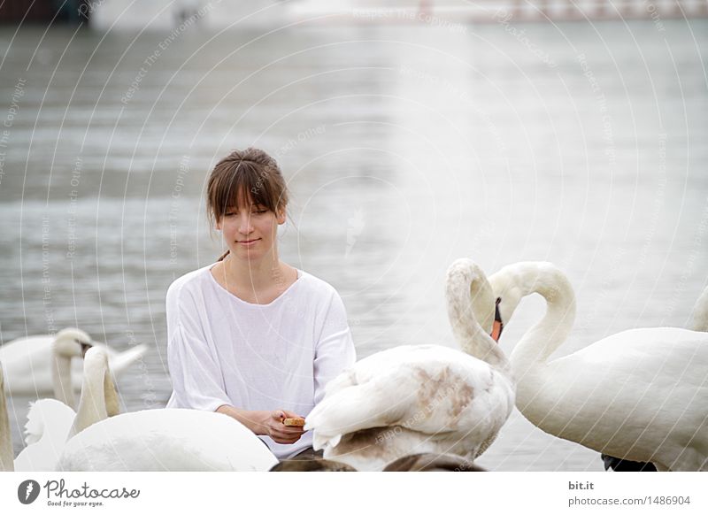 I'll tell you about the wild swans... Vacation & Travel Feminine girl Young woman Youth (Young adults) Infancy Animal birds Swan To feed Emotions Joy luck
