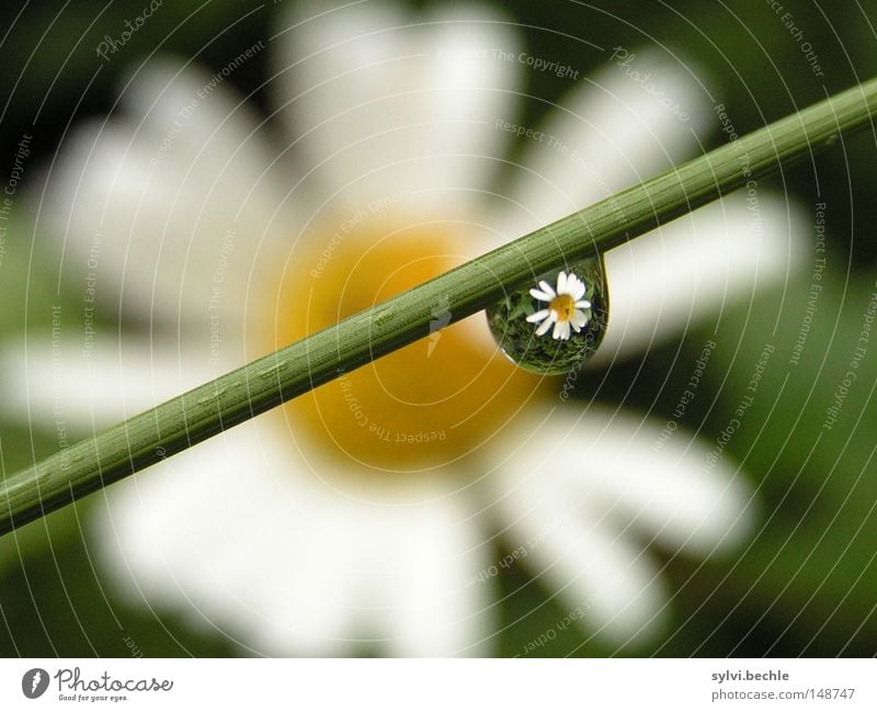 mirroring Beautiful Nature Water Drops of water Spring Weather Rain Flower Grass Blossom Blossoming Discover Wet Yellow Green White Marguerite Daisy Lighting