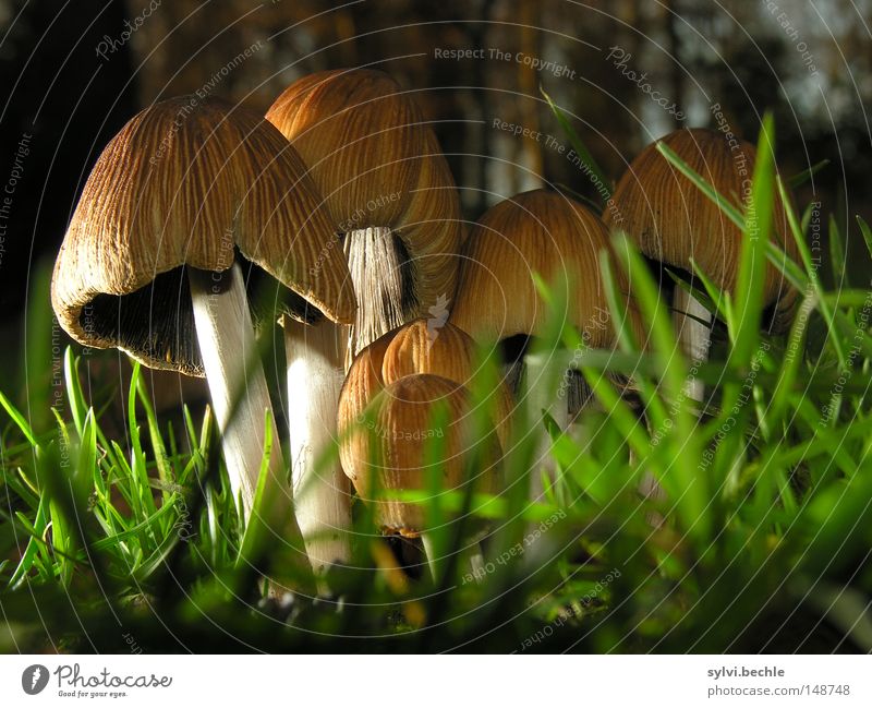 noch´n pils(z)? Food Nutrition Grass Meadow Stand Growth Small Delicious Brown Green Mushroom Lighting Ground Lamella Stalk Colour photo Multicoloured