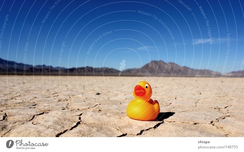 Desert Duck Squeak duck Salt  lake Lake Sand Dry Sky USA Americas Bird Entertainment