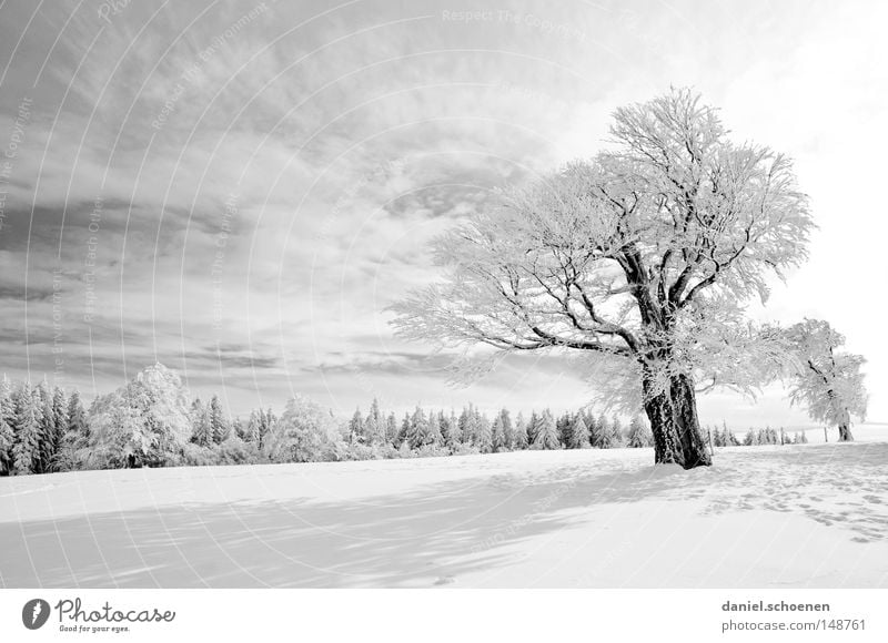 new christmas card 9 Sun Sunbeam Winter Snow Black Forest White Deep snow Leisure and hobbies Vacation & Travel Background picture Tree Snowscape Nature Sky
