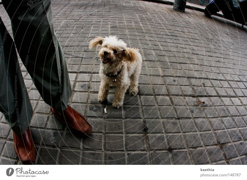 Smile, please! Street Dog Laughter Obedient Poodle Plush Mammal Man Legs Feet Joy Grinning Paving stone Town Stone Square Footwear Leather Pet Small Fisheye