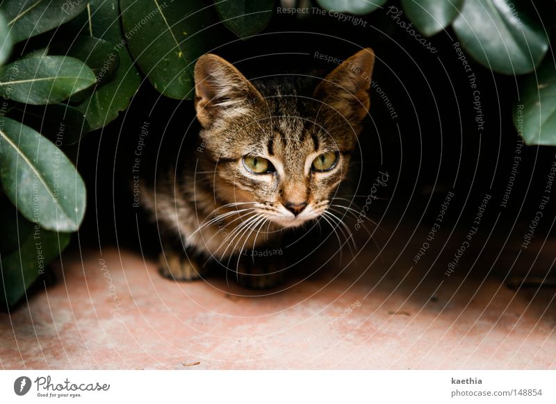 Danger from the bushes! Calm Nature Leaf Cat Threat Mammal Looking Elegant Pelt Contrast Hiding place Animal face Plant Exposed Spain Brown Tabby cat Sadness