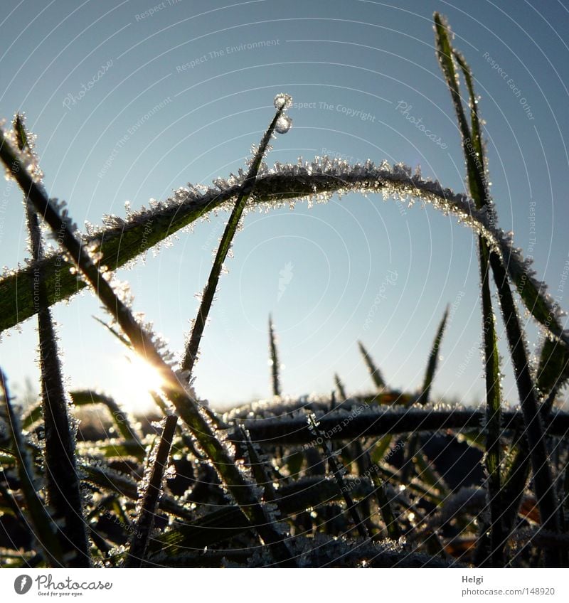 frozen... Autumn Winter Ice Frost Cold Ice crystal Freeze Hoar frost Frozen Morning Sunrise Beautiful weather Grass Meadow Blade of grass Glittering Glimmer