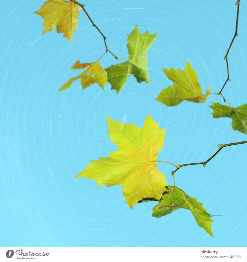 leaf-matt Leaf Summer Spring Autumn leaves Tree Yellow Green Nature Transience Structures and shapes Background picture Sky Kitsch Colour