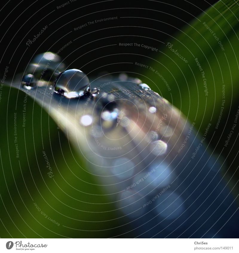 Water falls .... Drops of water Dew Rain Damp Cold Wet Morning Hydrophobic Bend Arch Warped Autumn Summer Green Black Grass Blade of grass Plant