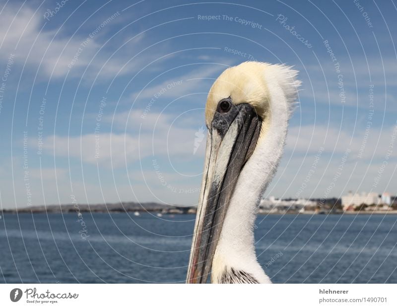 San Diego Pelican Body Vacation & Travel Ocean Feet Environment Nature Animal Sky Coast Town Skyline Harbour Building Architecture Yacht harbour Bird Stand
