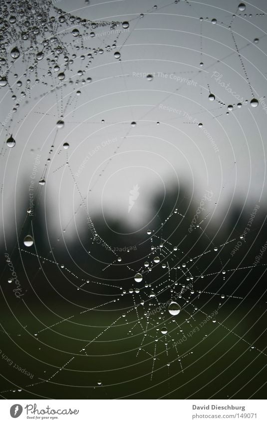 drip mechanism Spider Spider's web String Captured Rain Fog Weather Meteorology Drops of water Water Morning Dew Ambush Trap Stick Adhesive Insect Meadow Sky