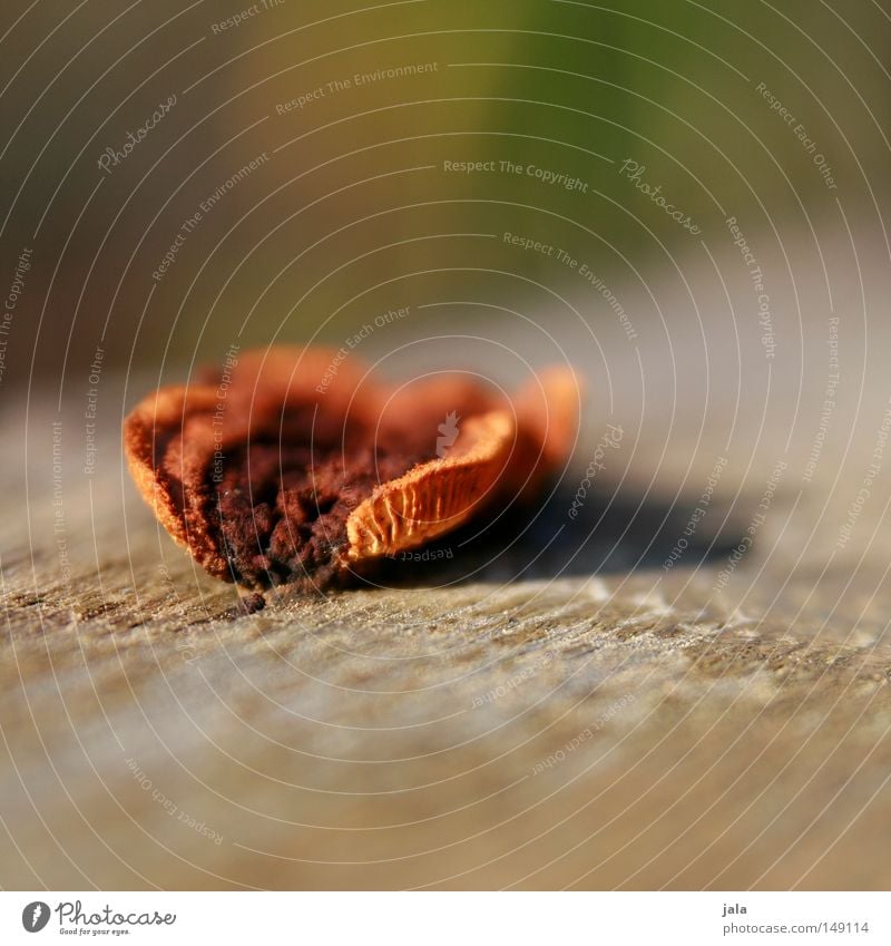 mushy Mushroom Wood Nature Depth of field Orange Brown Macro (Extreme close-up)