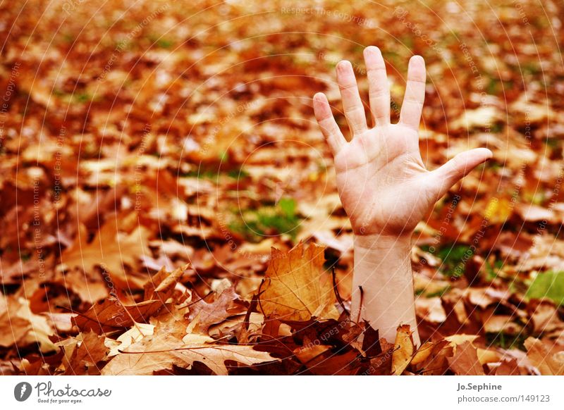 automne et les morts-vivants by hand Autumn Wave Gesture Hide Autumn leaves high five Exceptional Whimsical Fingers 5 Copy Space left Colour photo Exterior shot