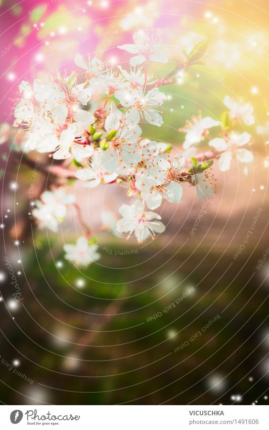 Spring nature background with tree blossoms Lifestyle Design Summer Garden Nature Plant Sunlight Beautiful weather Park Pink Background picture Spring fever