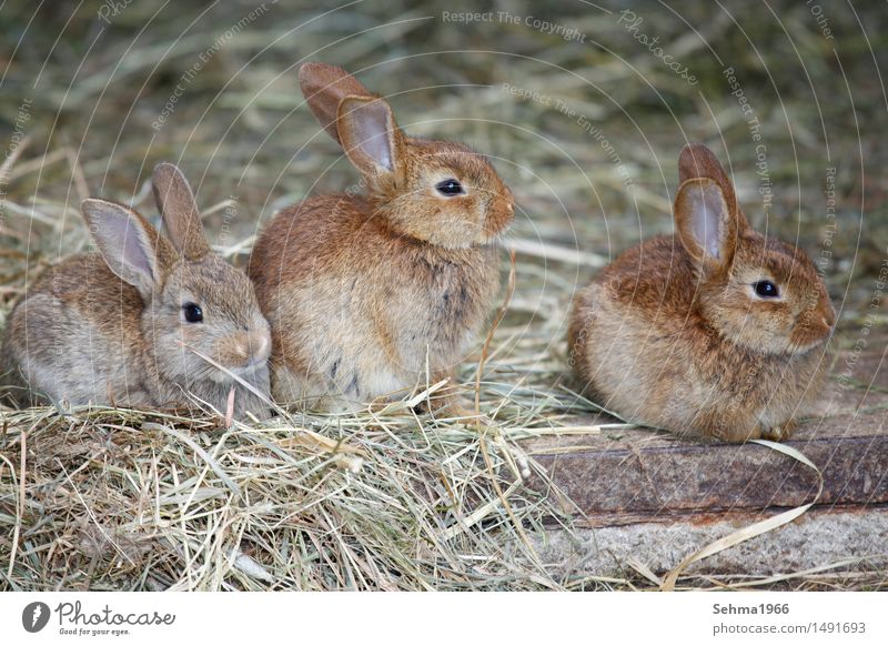 hares Brothers and sisters Nature Plant Animal Garden Meadow Field Pelt Farm animal Animal face Hare & Rabbit & Bunny 3 Group of animals Pair of animals