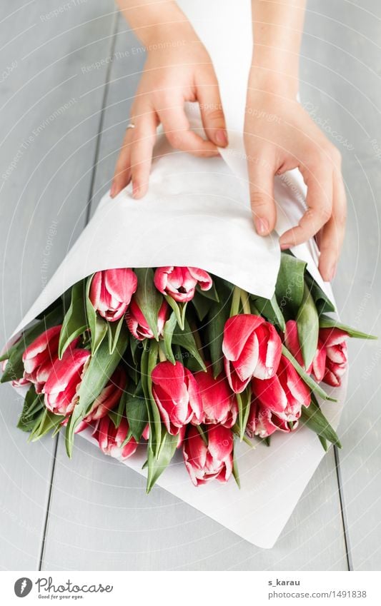 tulip bouquet Feasts & Celebrations Valentine's Day Mother's Day Birthday Feminine Hand Flower Tulip Work and employment To hold on Friendliness Happiness Fresh